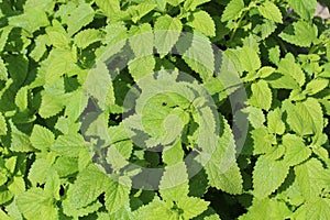 Lemon balm