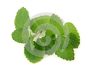 Lemon balm