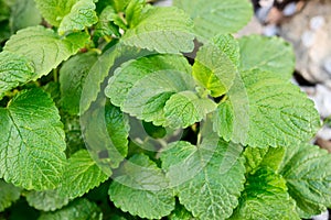 Lemon balm