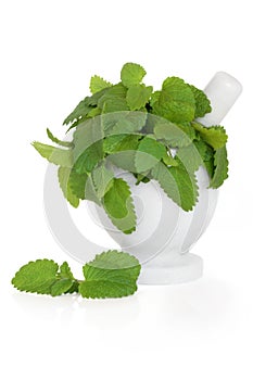Lemon Balm Herb