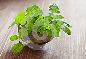 lemon balm herb