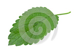 Lemon balm herb leaf on white