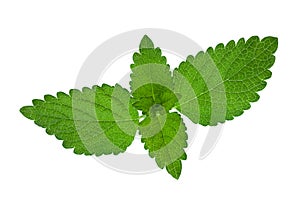 Lemon balm herb leaf on white