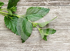 Lemon balm herb leaves isolated on wooden background. The leaves have a mild lemon scent.The tea balm, the essential oil, and the