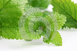 Lemon balm herb Melissa officinalis in white background