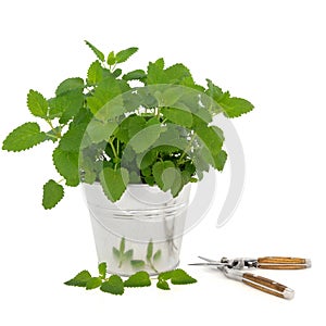 Lemon Balm Herb with Secateurs