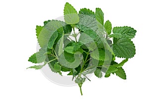 Lemon Balm (herb) tied in a bunch on white backgriound photo