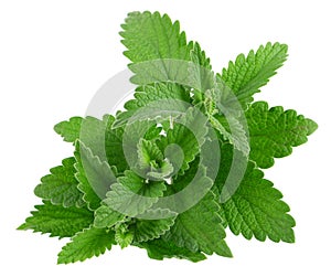 Lemon balm isolated on white background. Clipping path. Melissa plant. Fresh green leaf mint.