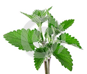 Lemon balm isolated on white background. Clipping path. Melissa plant. Fresh green leaf mint.