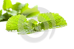 Lemon balm leaf on white background,