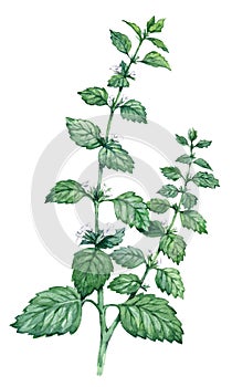 Lemon balm medicinal herb isolated on white background. Vector illustration