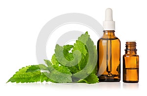 Lemon balm Melissa fresh leaves and essential oil in bottle isolated on white background, herbal nature medicine and aromatherapy