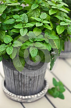 lemon balm (melissa) herb in flowerpot on balcony, urban container garden concept