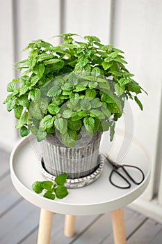 lemon balm (melissa) herb in flowerpot on balcony, urban container garden concept