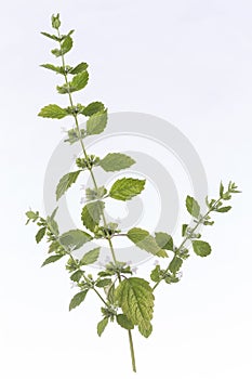 Lemon balm Melissa officinalis