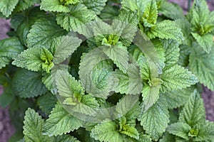 Lemon balm, Melissa officinalis, group of mint balm fresh plants