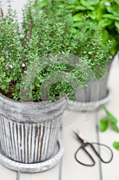 Lemon balm melissa and thyme herb in flowerpot on balcony