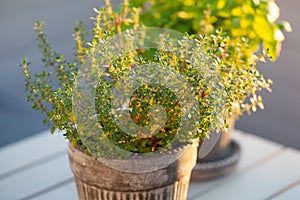 Lemon balm melissa and thyme herb in flowerpot on balcony, urban container garden concept