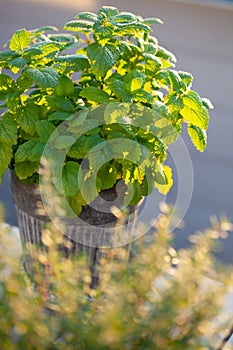 Lemon balm melissa and thyme herb in flowerpot on balcony, urban container garden concept