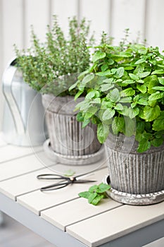 Lemon balm melissa and thyme herb in flowerpot on balcony, urban container garden concept