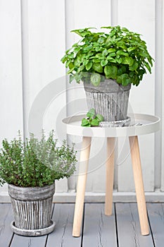 Lemon balm melissa and thyme herb in flowerpot on balcony, urban container garden concept