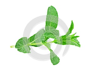 Lemon balm, mint