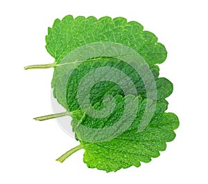 Lemon balm, mint