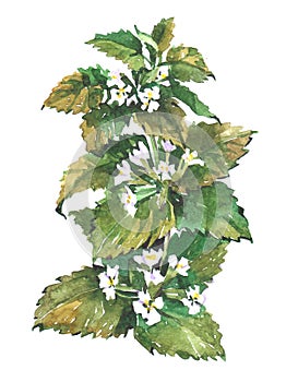 Lemon balm mint plant Watercolor illustration