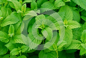 Lemon Balm Plant