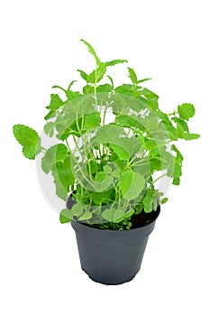 A lemon balm plant