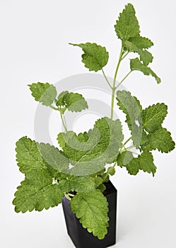 Lemon Balm Plant