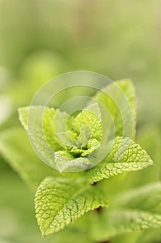 Lemon balm plant