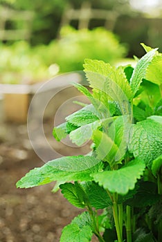 Lemon Balm plant in garden