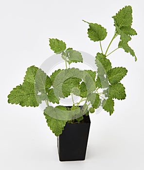 Lemon Balm Plant