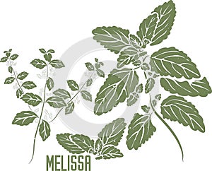 Melissa officinalis in color drawing vector illustration