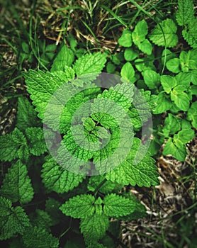 Lemon balm vertical background balm mint photography or melissa officinalis