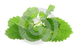 Lemon balm on white