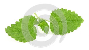 Lemon balm on white