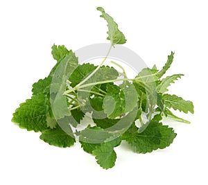 Lemon balm on white