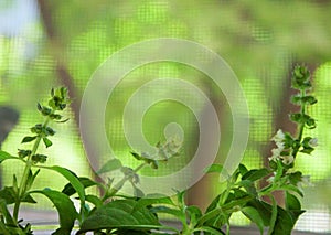 Lemon Basil Growing on the Windowsill