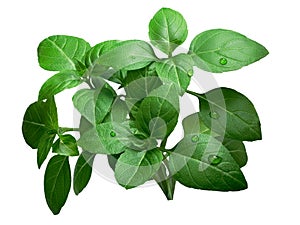 Lemon basil isolated, clipping path