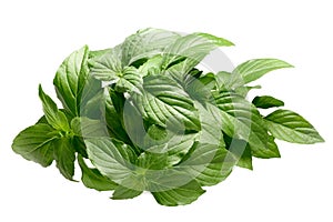 Lemon basil Ocimum basilicum, paths