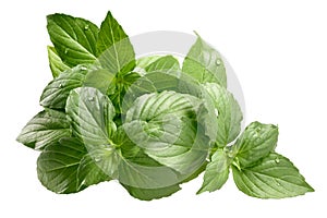 Lemon basil Ocimum basilicum, paths