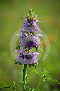 purple horsemint selective focus