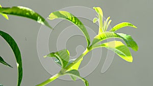 Lemon beebrush medicinal plant and spice