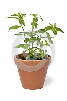 Lemon beebrush plant in ceramic pot on white background