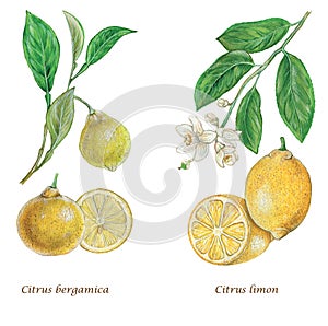 Lemon and bergamot, fruits, flowers and leaves
