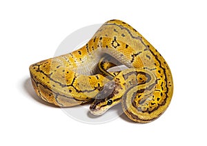 Lemon blast ball python, python rÃÂ©gius, isolated