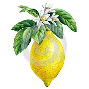 Lemon. Blooming citrus branch on isolated white background, watercolor illustration, ripe fruit