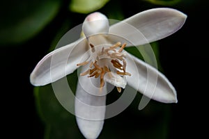 lemon blossom